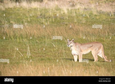 Single Adult Female Puma In Bright Sunlight Walking Through The Grass