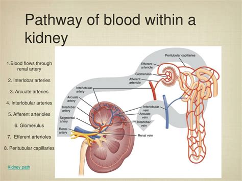 Ppt Urinary System Powerpoint Presentation Free Download Id5976313