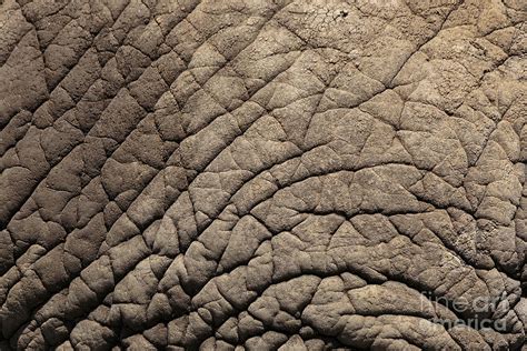 Elephant Skin Background Photograph By Edward Fielding Fine Art America