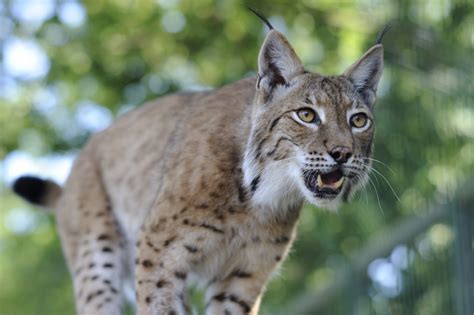 Lynx Scottish Wildlife Trust