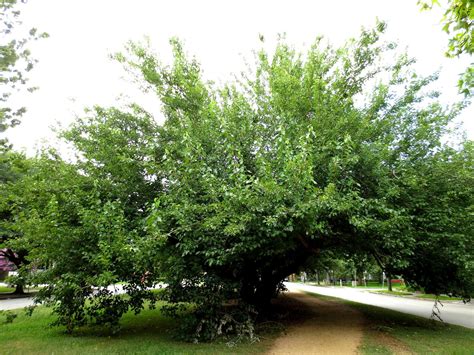 The texas trees foundation is producing an urban forest management plan, the first in the city's history. Remarkable Trees of Texas: CLIMBING TREES: THE OLD ...
