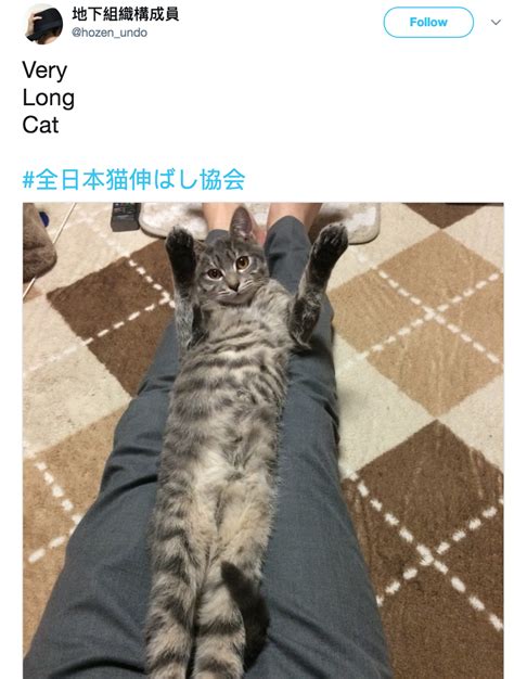 Very Long Cat Stretchy Cats Know Your Meme