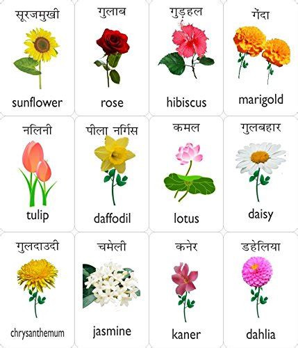 White flowers names in hindi. Flowers Name List In Hindi | Sitewall.org