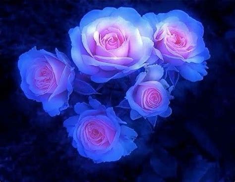Blue Pink Beautiful Flowers Pictures Unusual Flowers Rare Flowers