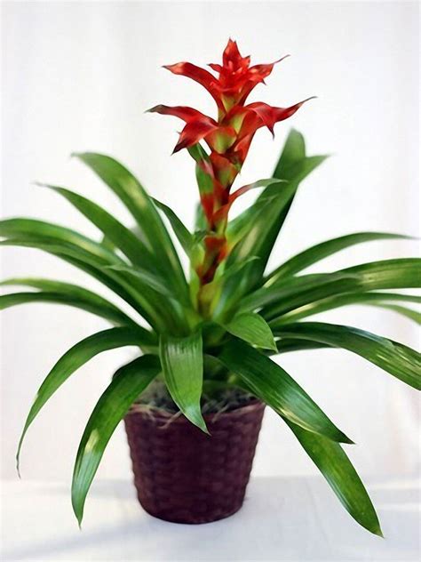 Bromeliad Plant Care How To Grow Bromeliad The Right Way Bromeliads