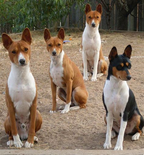 Basenji The Barkless Hunting Dog Terrier University Basenji Dogs