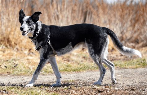 The Border Collie Blue Heeler Mix Top Facts And Guide Animal Corner