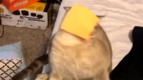 Throwing Cheese On Cats Face