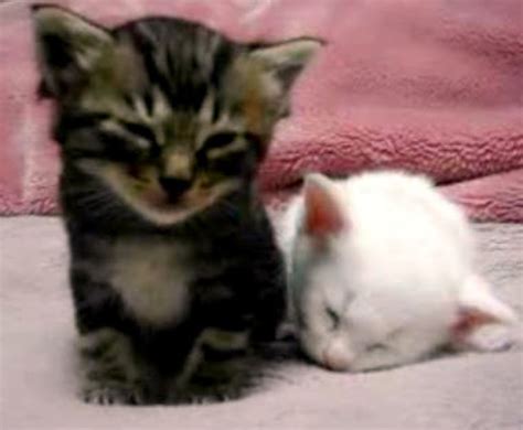 Kitten Falling Asleep Love Meow