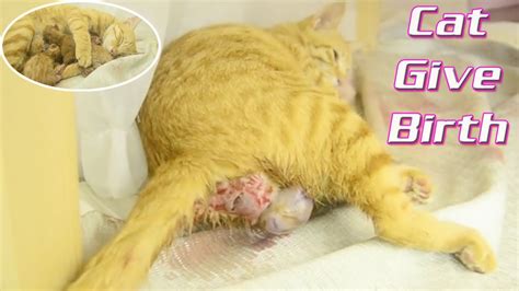 Cats Give Birth Cat Successfully Gave Birth To 5 Kittens The Noble