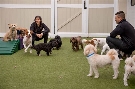 Employment Dog Day Care