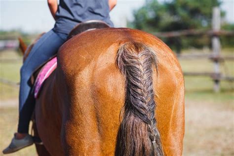 Four Horse Mane And Tail Braiding Techniques You Can Do Yourself Equi Spa