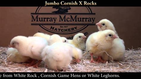 Jumbo Cornish X Rocks Chicks Youtube