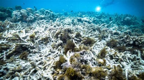Great Barrier Reef Is Bleaching Again Its Getting More Widespread