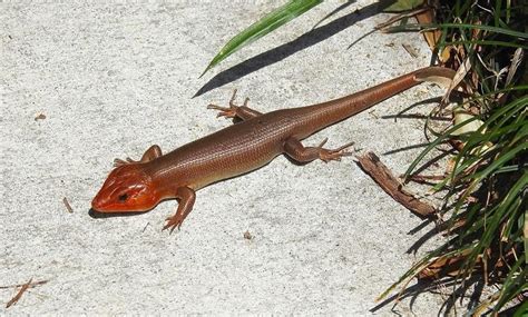 What Lizards Can Be Found In South Carolina 17 Species With Photos