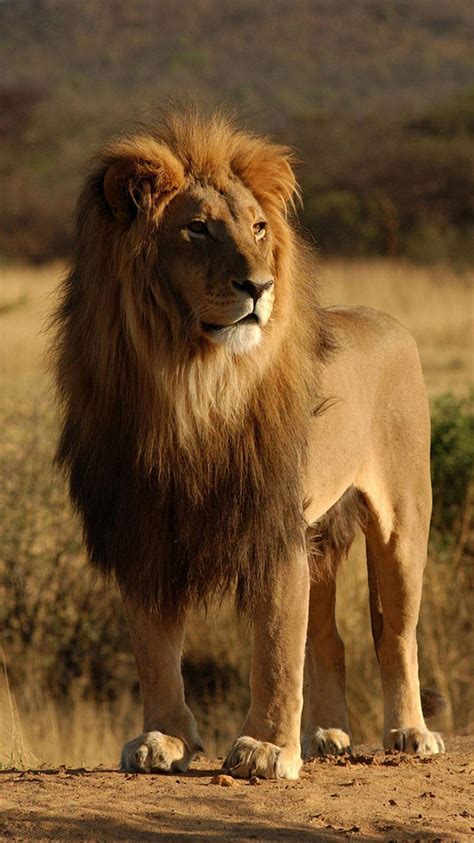 When A Male African Lion Takes Over A Pride He Will Kill Any Cubs In