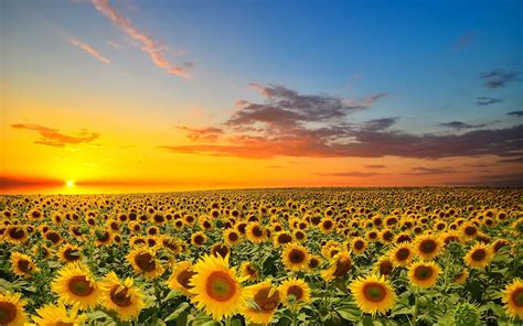 Sunset Over Sunflowers Field Phone Wallpapers