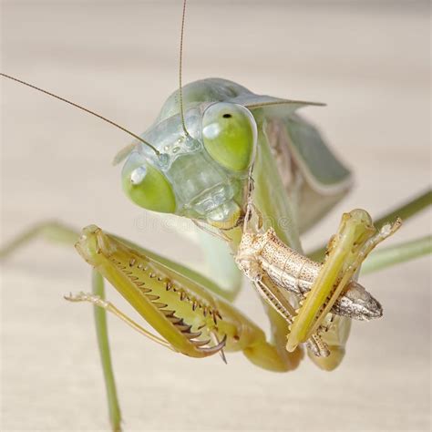 Giant Malaysian Shield Praying Mantis Rhombodera Basalis Resting On A Tree Stock Image Image