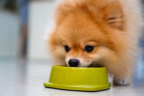 Pomeranian Feeding Chart How Much Food Does This Pup Need
