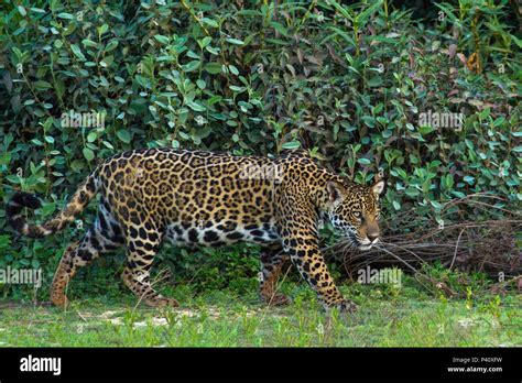 Onça Onça Pintada Jaguar Onça Preta Panthera Onca Pantera Fauna