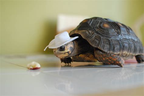 I Took A Picture Of My Tortoise Wearing A Hat Ifttt2lkt09n