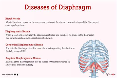 Diaphragm Human Anatomy Image Function Diseases And Treatments