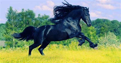 Friesian horse - Ideas To Chill