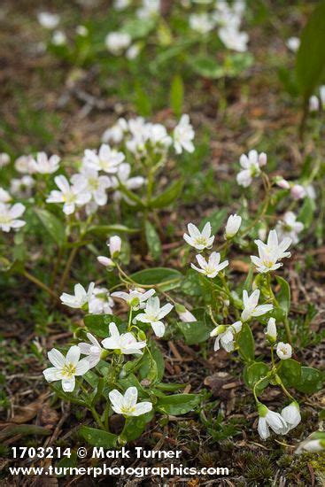 Claytonia Lanceolata Western Spring Beauty Wildflowers Of The