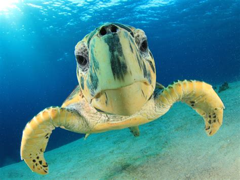 Hawksbill Sea Turtle Pictures