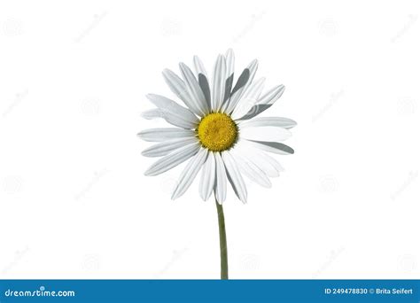 A Beautiful Daisy Flower Isolated On White Background Stock Photo