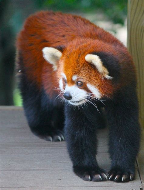 Contented Red Panda By Williamjcovello On Deviantart With