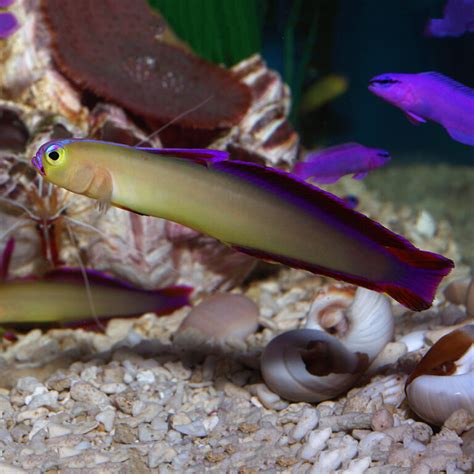 Purple Firefish Fast Professional Service Abyss Aquatics