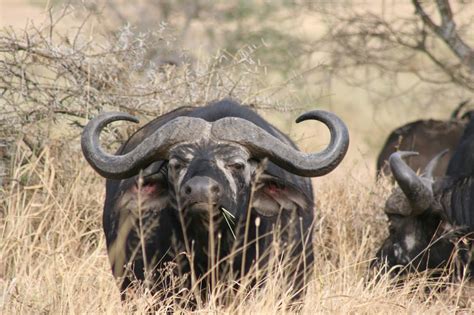 Serengeti animals | African safari, Serengeti, Animals