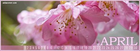 April Cherry Blossom Calendar Facebook Cover