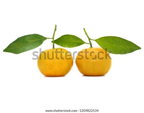 Pixie Mandarin Orange Leaf Stalk Isolated Stock Photo 1204822534