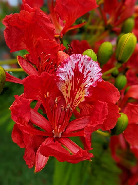 Poinciana Flower Shutterbug