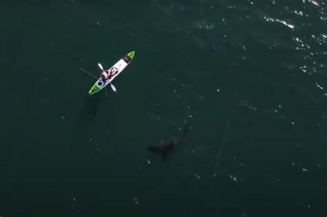 Drone Video Captures Huge Great White Shark Circling Kayaker