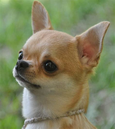 Perfect Chihuahua Head Chihuahua Puppies Cute Chihuahua Cute Animals