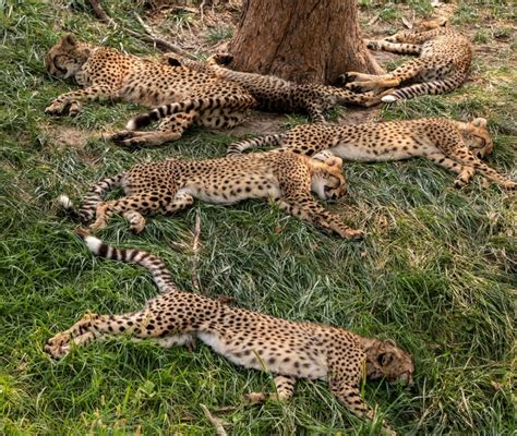 Animals Living In Kenya Cheetah Pumas Safari Game African Wildlife