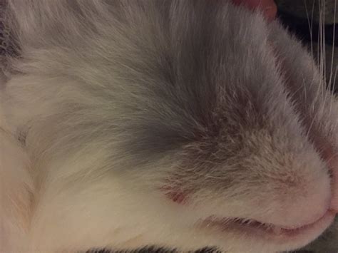 Lumps Under Chin Feline Acne Rodent Ulcer Please Advise