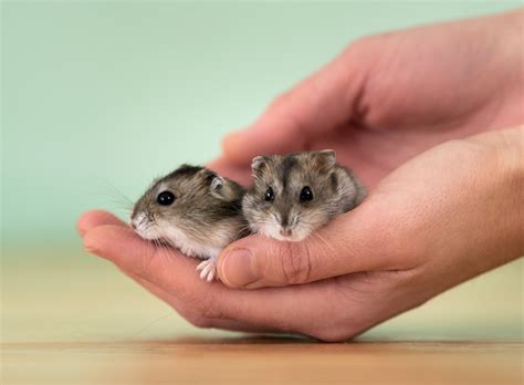 How Big Do Hamsters Get With Chart Pets Gal