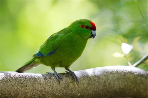Red Crowned Parakeet New Zealand Birds Online