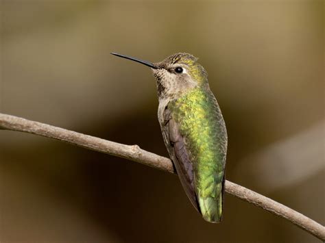 Annas Hummingbird Ebird