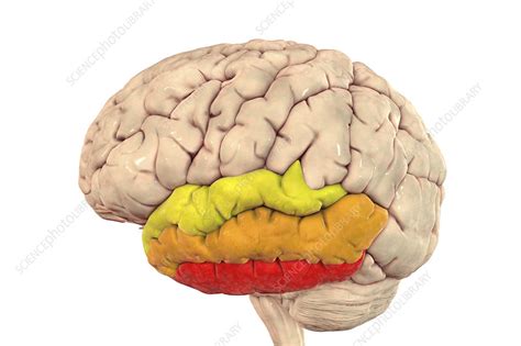 Human Brain With Highlighted Temporal Gyri Illustration Stock Image