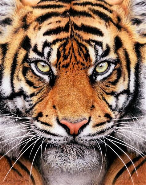 An Image Of A Tiger Looking At The Camera