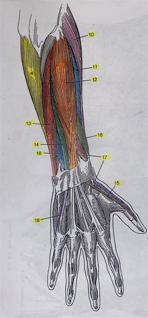 Posterior Forearm And Hand Diagram Quizlet