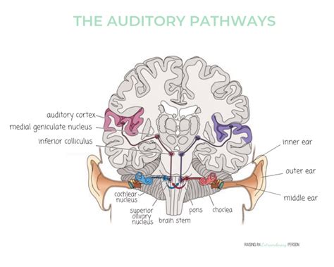 The Auditory System Sensory Processing Explained