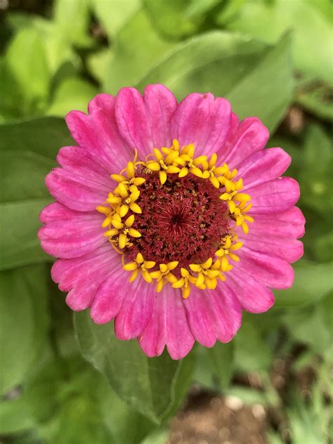 These Beautiful Zinnias We Planted From Seed Are Blooming They Are One