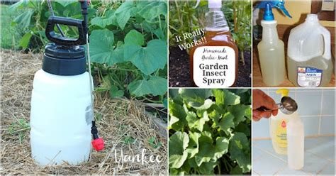 Diy Organic Bug Spray For Plants 10 Amazing Diy Bug Sprays For Tomato