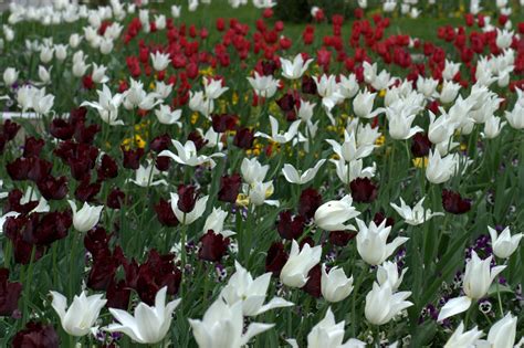 Hình ảnh Thực Vật Cánh đồng Cánh Hoa Tulip Mùa Xuân Thực Vật Học